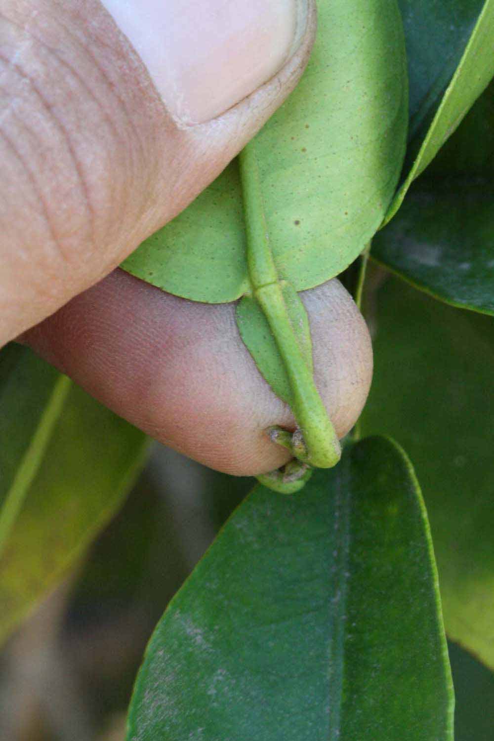              Petiole (Riverside, CA)       